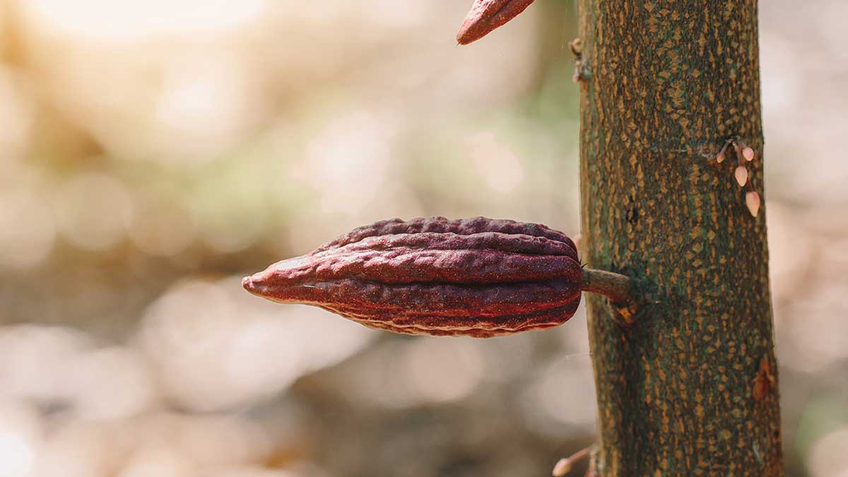 El niño affecting cacao production in Ecuador