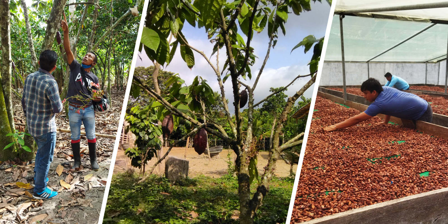 Young Farmers Project: Keeping Cacao Alive in Ecuador