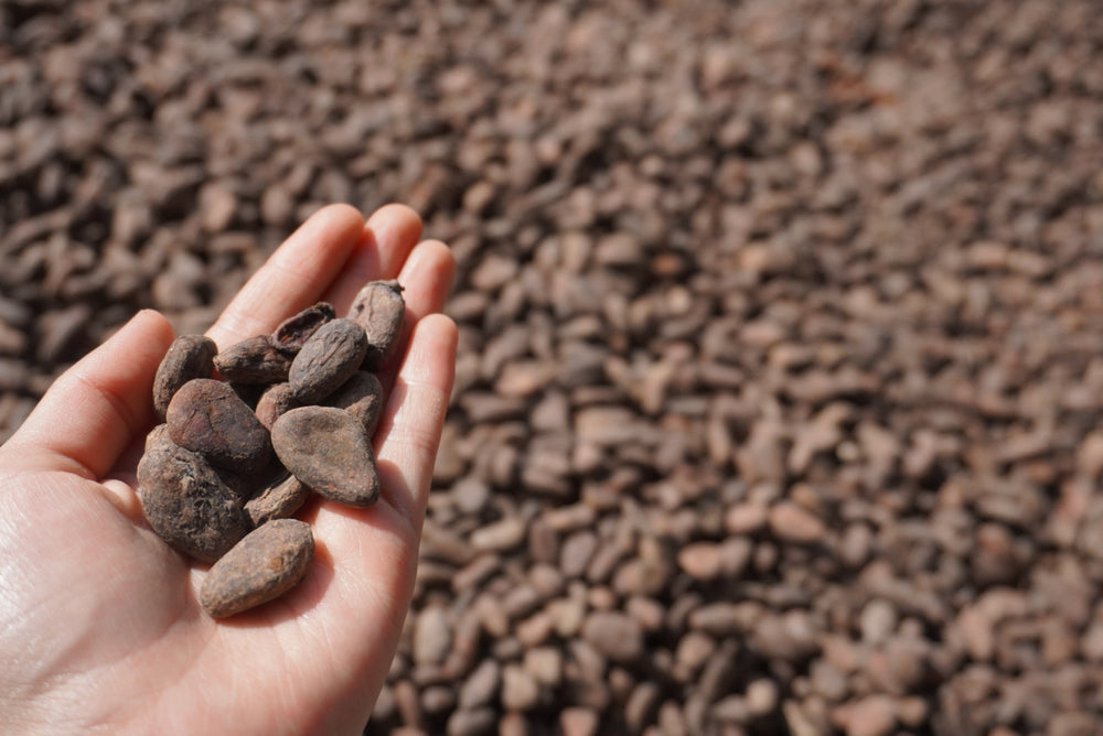 Fermented cocoa beans at origin