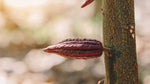 El niño affecting cacao production in Ecuador