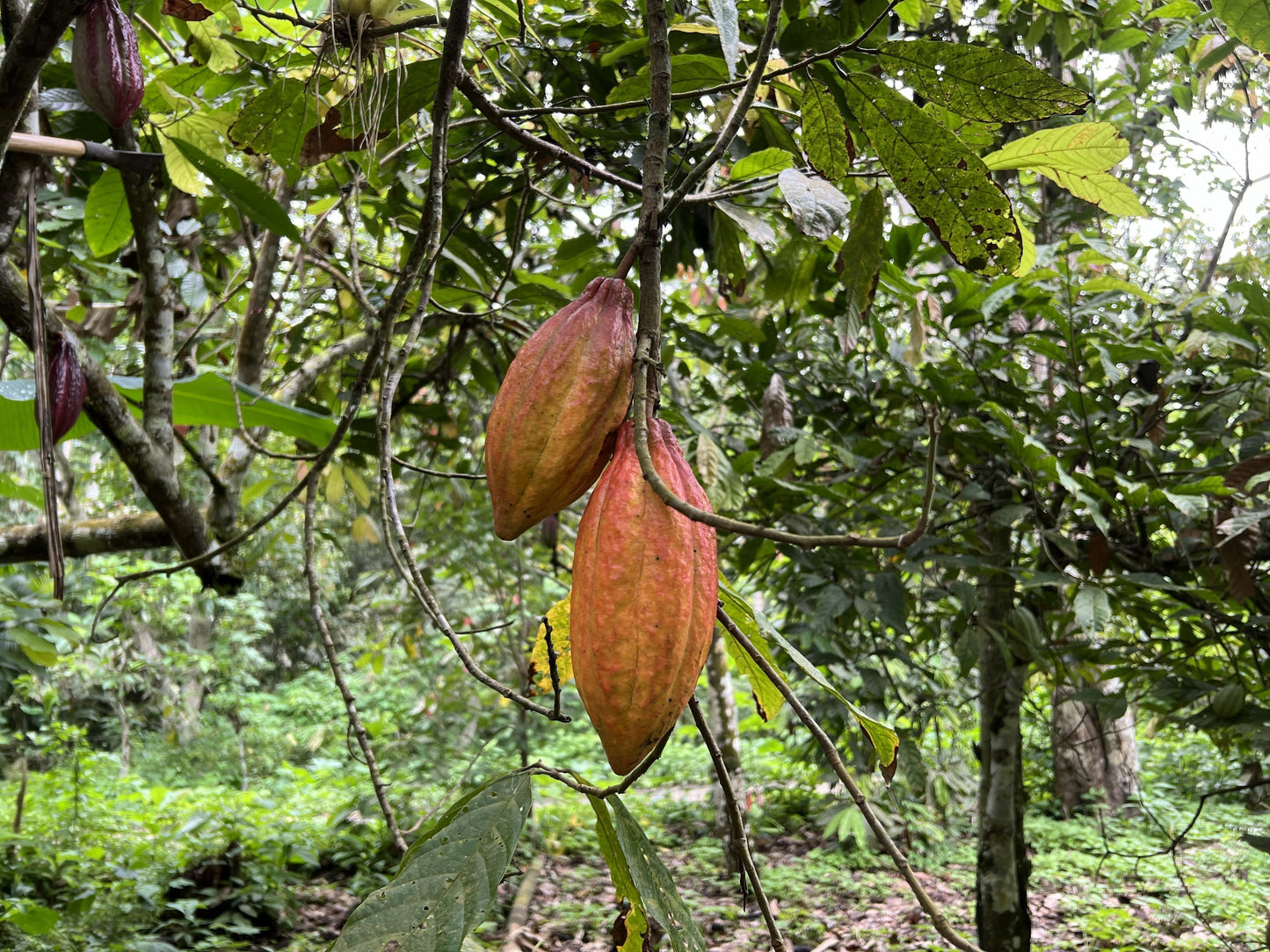 The Character of Nacional Cacao: Resilience, Terroir, and Technical Consistency