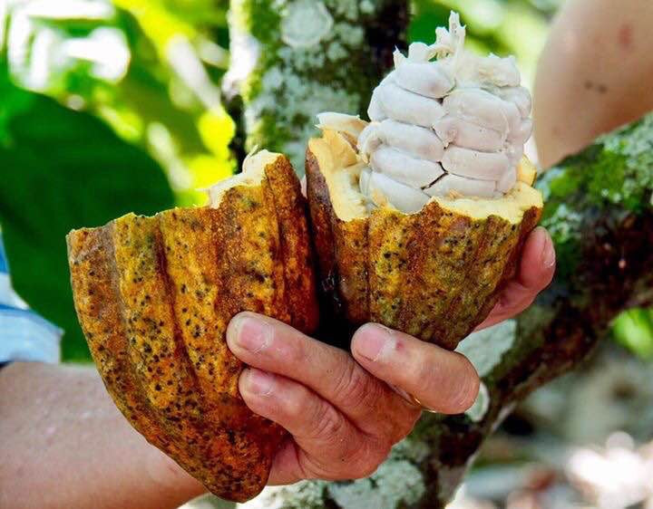 A hand holding a cocoa pod that has been cracked open