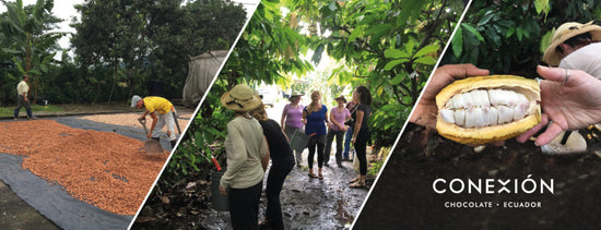 Chocolate Tour 2019: Ecuador – Conexión Chocolate