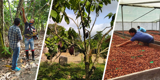 Young Farmers Project: Keeping Cacao Alive in Ecuador
