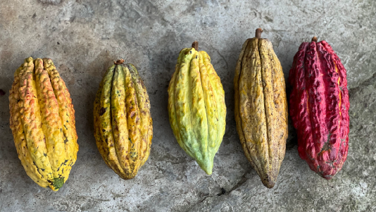 World Cacao Day: Honoring Ecuador’s Heirloom Cacao & the Farmers Who Keep It Alive