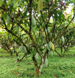 Heirloom cacao trees being cultivated in Ecuador in partnership with the Heirloom Cacao Preservation Fund and Conexión Chocolate.