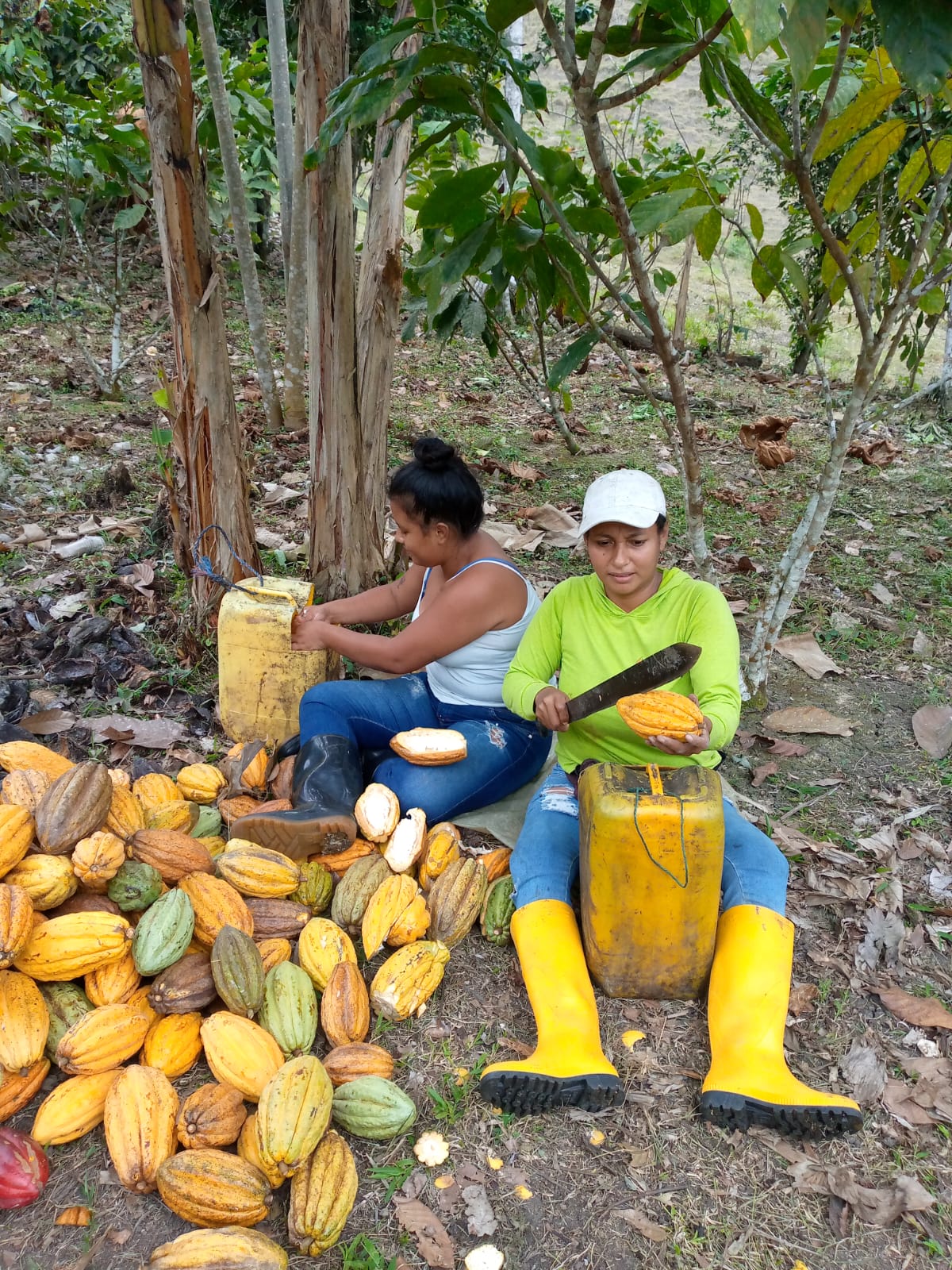 Sponsor a Cacao Producer – Cacao and Chocolate Summit 2025
