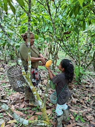 Sponsor a Cacao Producer – Cacao and Chocolate Summit 2025