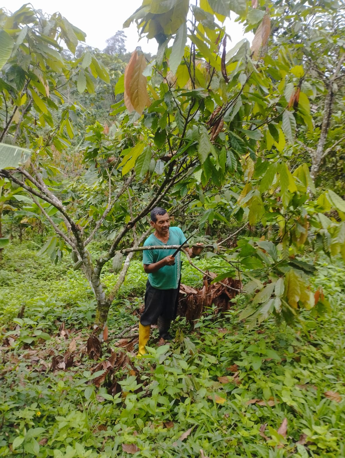 Sponsor a Cacao Producer – Cacao and Chocolate Summit 2025