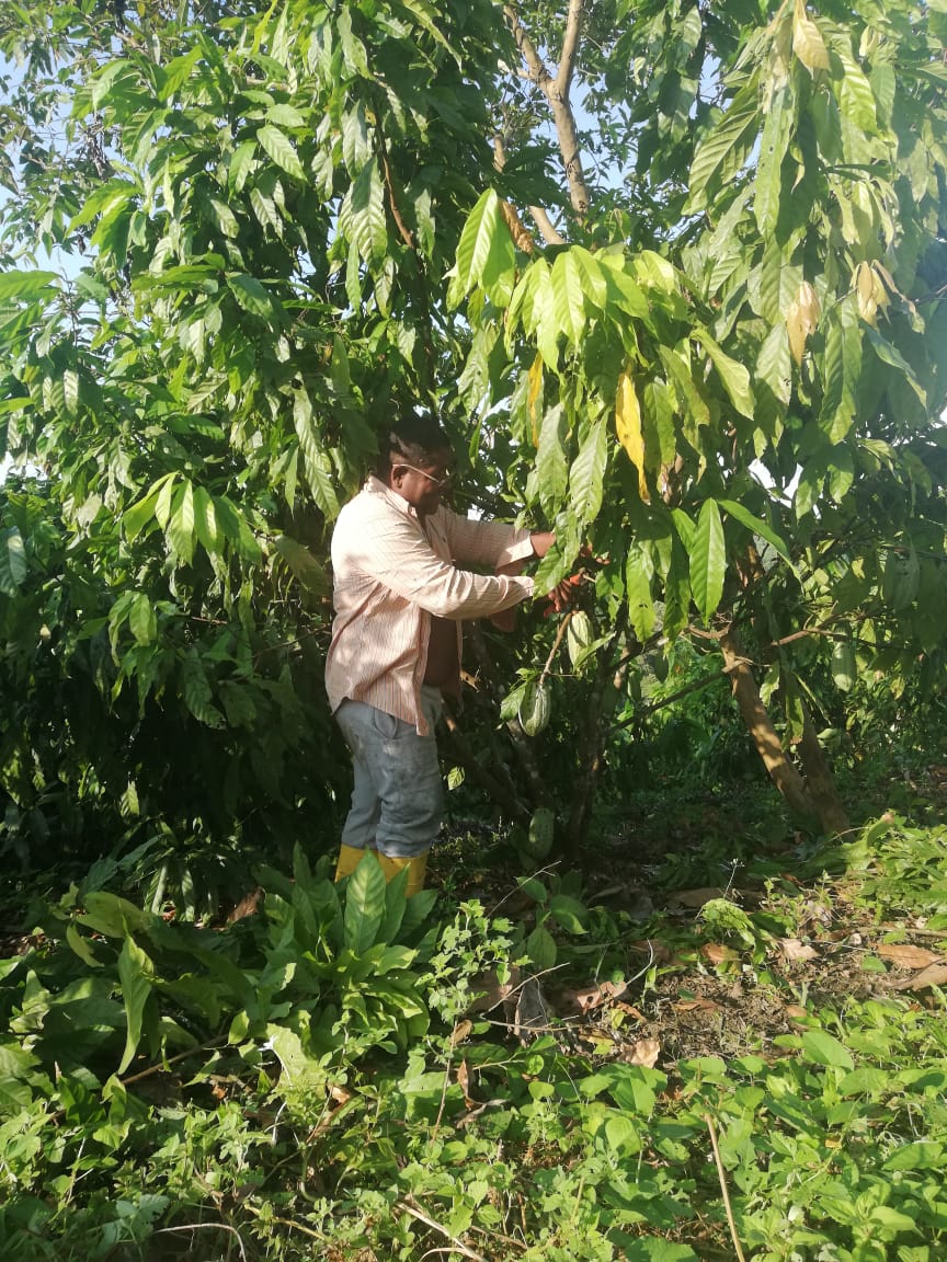 Sponsor a Cacao Producer – Cacao and Chocolate Summit 2025