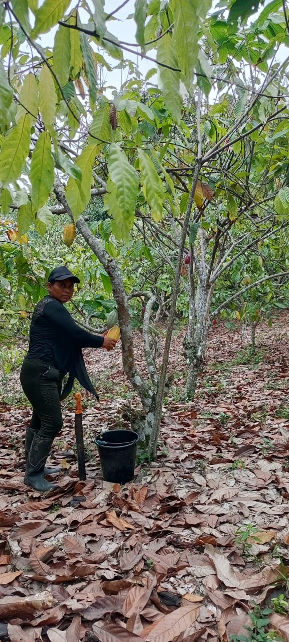 Sponsor a Cacao Producer – Cacao and Chocolate Summit 2025