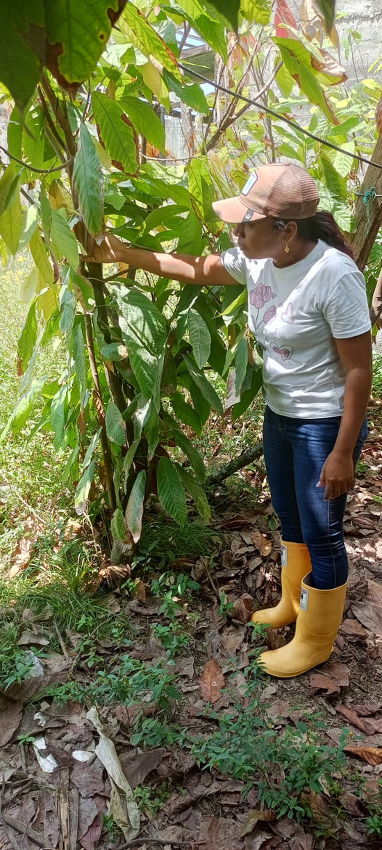 Sponsor a Cacao Producer – Cacao and Chocolate Summit 2025