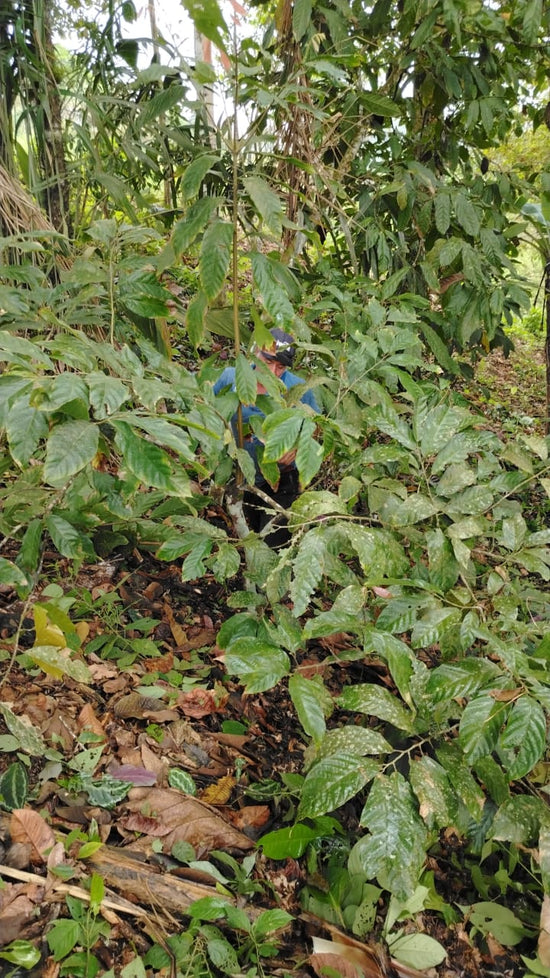 Sponsor a Cacao Producer – Cacao and Chocolate Summit 2025