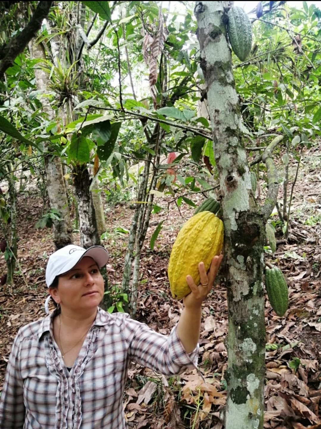 Sponsor a Cacao Producer – Cacao and Chocolate Summit 2025
